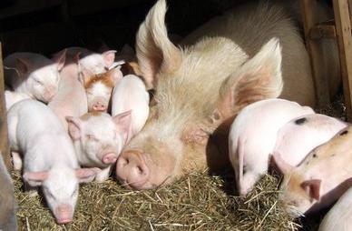 terms of pig breeding