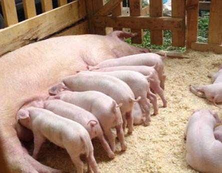 keeping and breeding of pigs