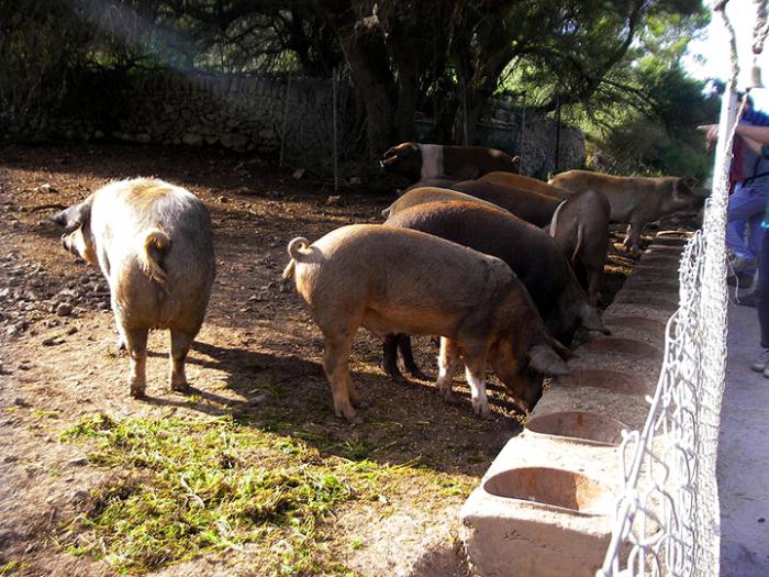 pig breeding in the home