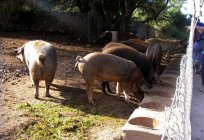 Pigs: breeding in the home as a business