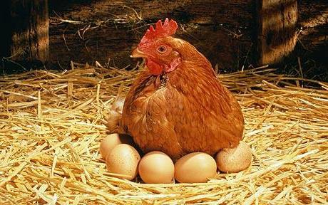 كيف دجاجة تفقس البيض