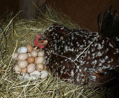 कितने दिनों में अंडे हैच मुर्गियों