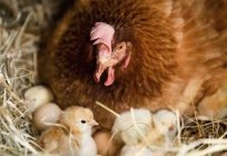 Assim que, quanto a de frango высиживает ovos e quais as condições que ele precisa para criar este