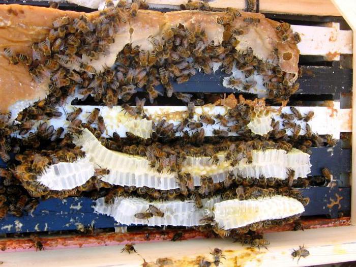 die Fütterung der Bienen mit Zuckersirup im Winter 3 zu 2