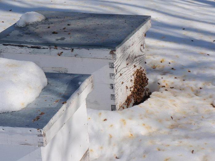 die Fütterung der Bienen mit Zuckersirup im Winter, Proportionen