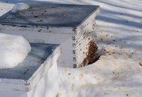 Die Fütterung der Bienen mit Zuckersirup für den Winter: die Regeln und Proportionen