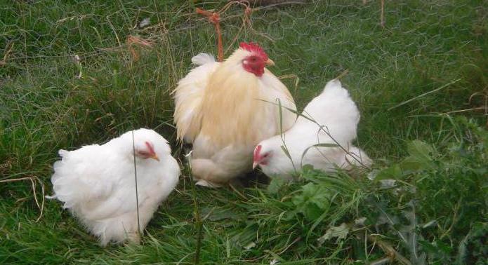 Mini-Fleisch-Rasse Hühner