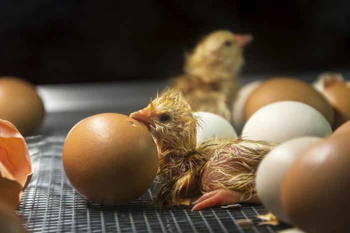 تفقيس البيض مصغرة لحوم الدجاج