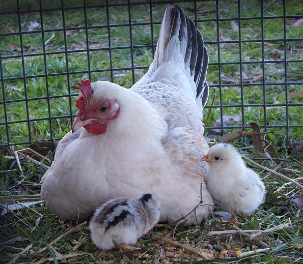 mini meat chickens breeding