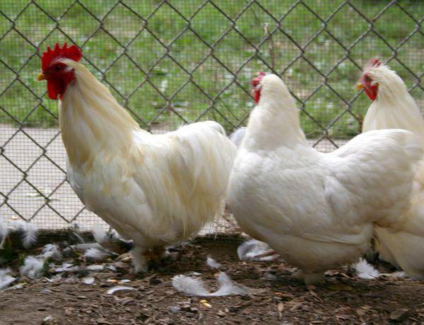 weiße Mini-Fleisch-Hühner