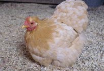 Chicken mini meat: description of the breed, breeding and maintenance
