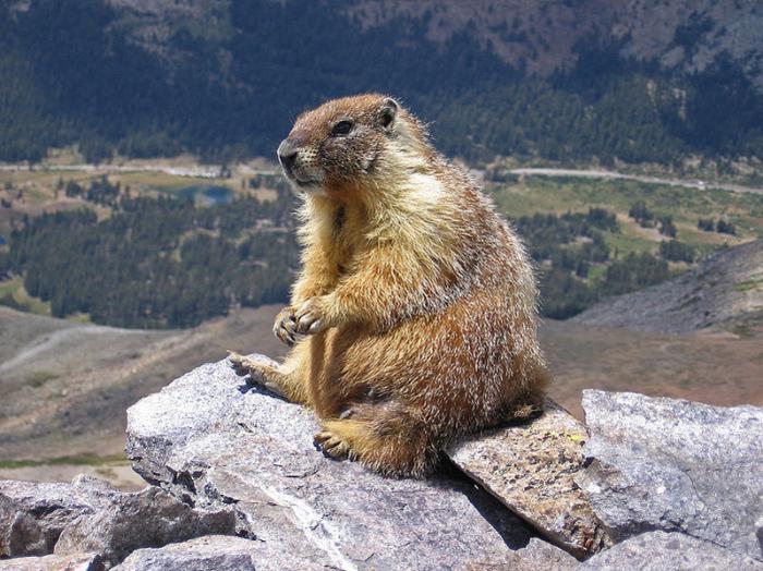 Marmot marmot