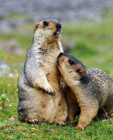 marmot marmot, grease