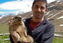 Marmot (marmot) is a valuable animal
