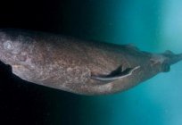Грэнландскіх палярная акула: апісанне, асаблівасці і цікавыя факты