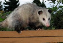 Opossum: types, description