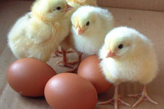poultry farming in Russia's regions