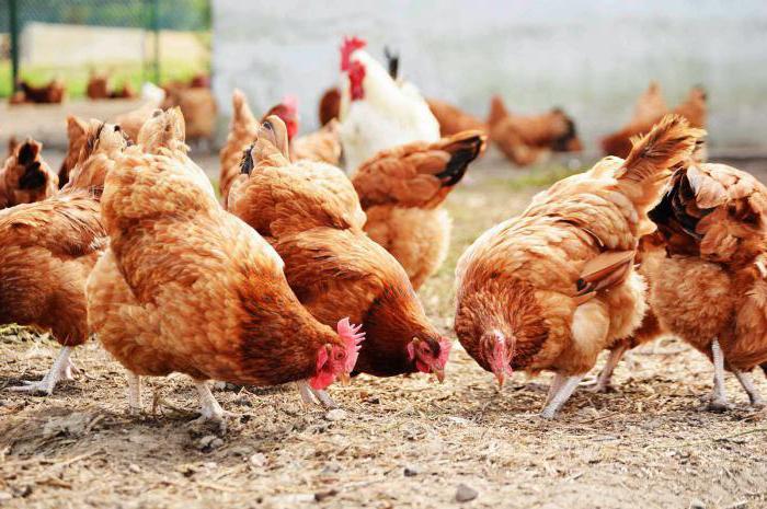 state of the poultry industry in Russia