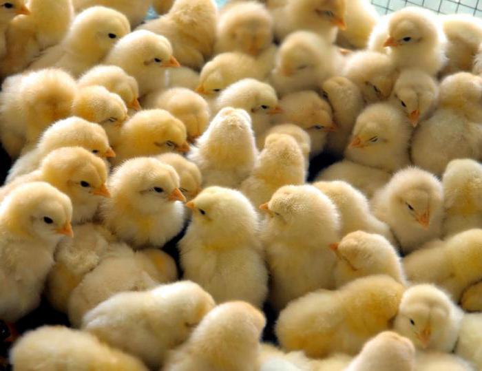 poultry farming in Russia