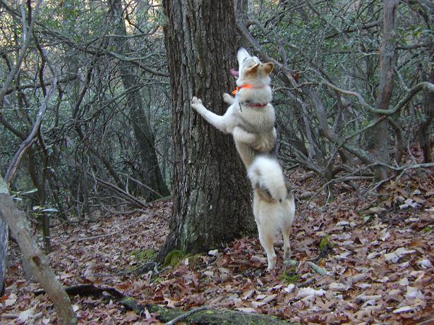 Jagd in Sibirien mit Huskies