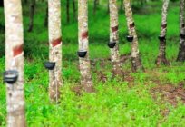 Rubber tree – the source of latex, and quality wood