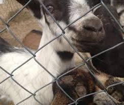 goats milk for infants