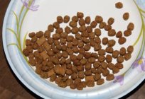 Cat food: reviews and recommendations
