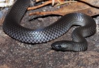 Snake - not poisonous snake