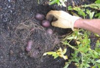 El cultivo de la papa holandesa de tecnología: preparación del suelo y siembra del material, el esquema de la plantación y el cuidado de
