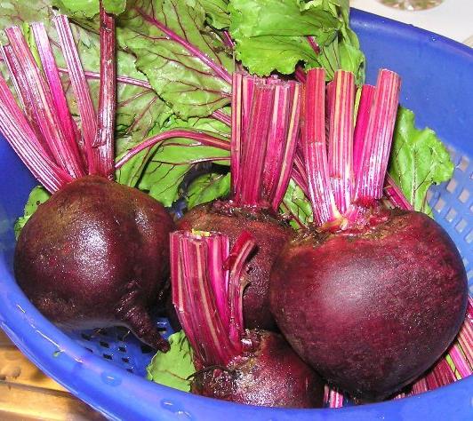 the cultivation of beet rassadoy