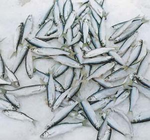 Pesca de уклейки en la primavera del hielo