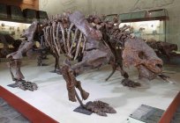 Los esqueletos de los dinosaurios. Los museos con la muerte de los dinosaurios