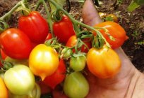 Томат Поцілунок герані - новий сорт ранніх помідорів