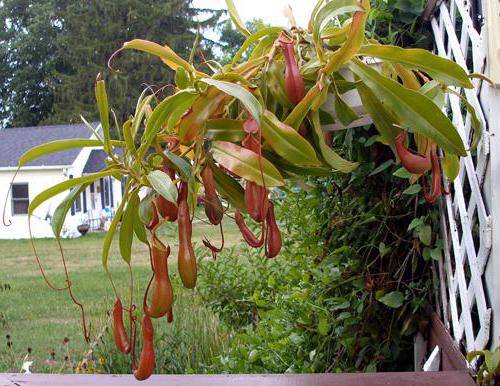 nepenthes care at home