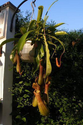 nepenthes care at home photo