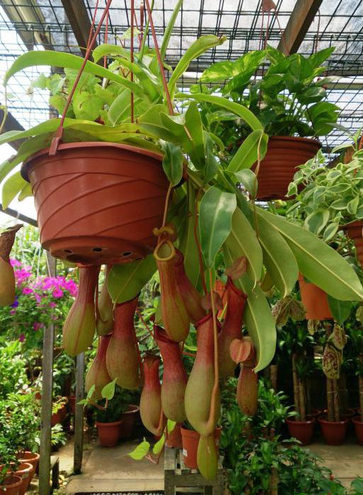 nepenthes Alata care at home