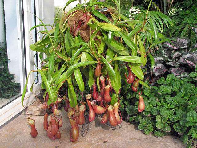 nepenthes care
