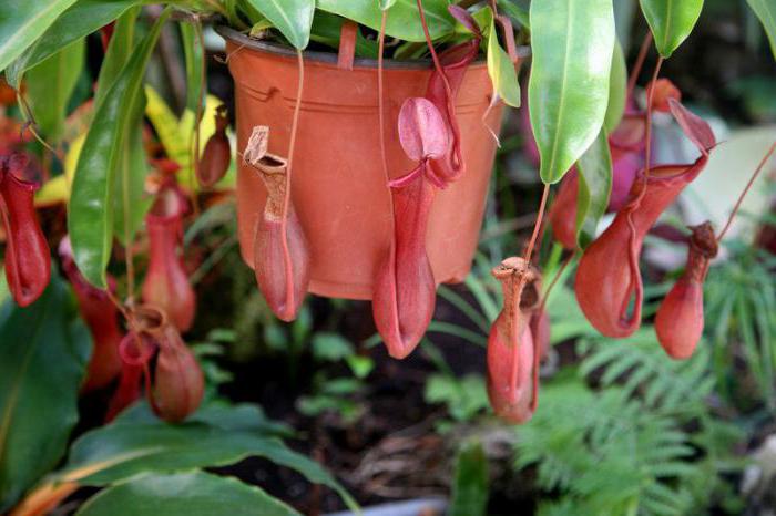 nepenthes photo