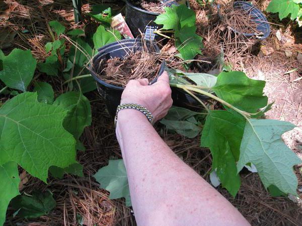 hortensia plantación y cuidado en el exterior