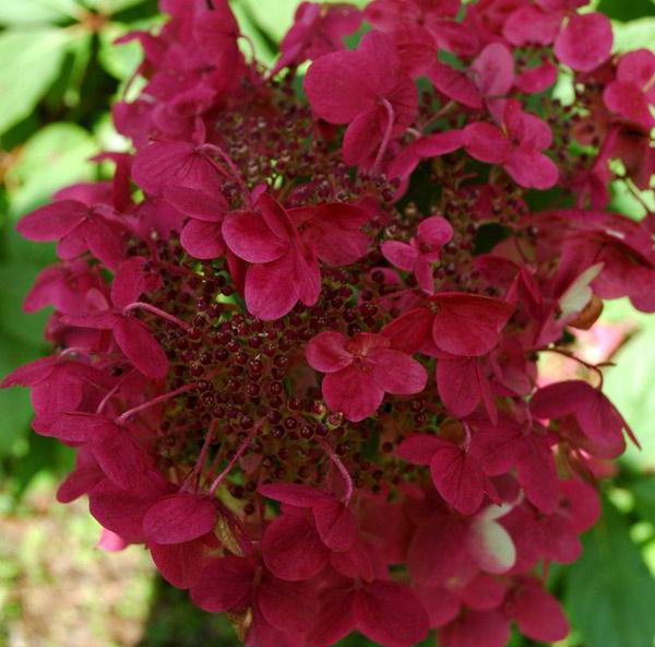 hydrangea VIMS red description