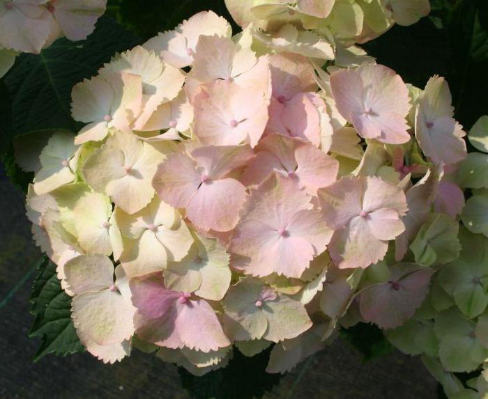 hydrangea VIMS red reviews