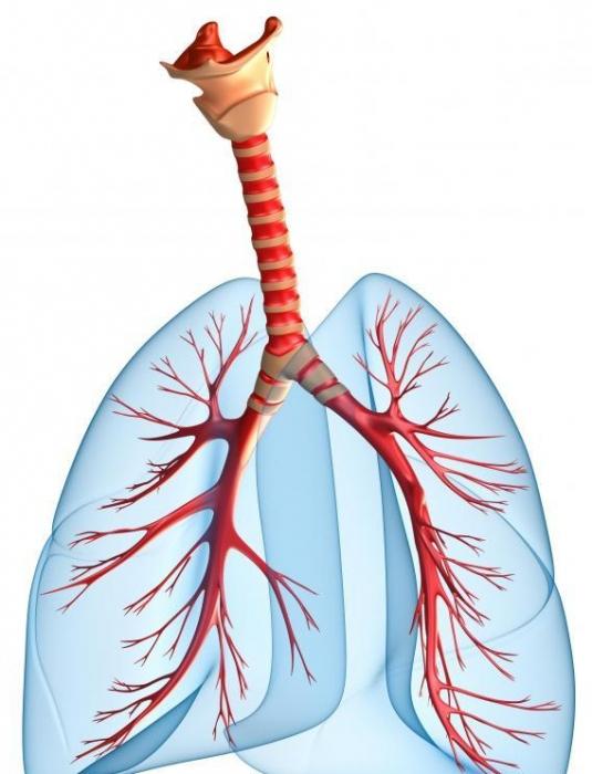vital kapasite akciğer