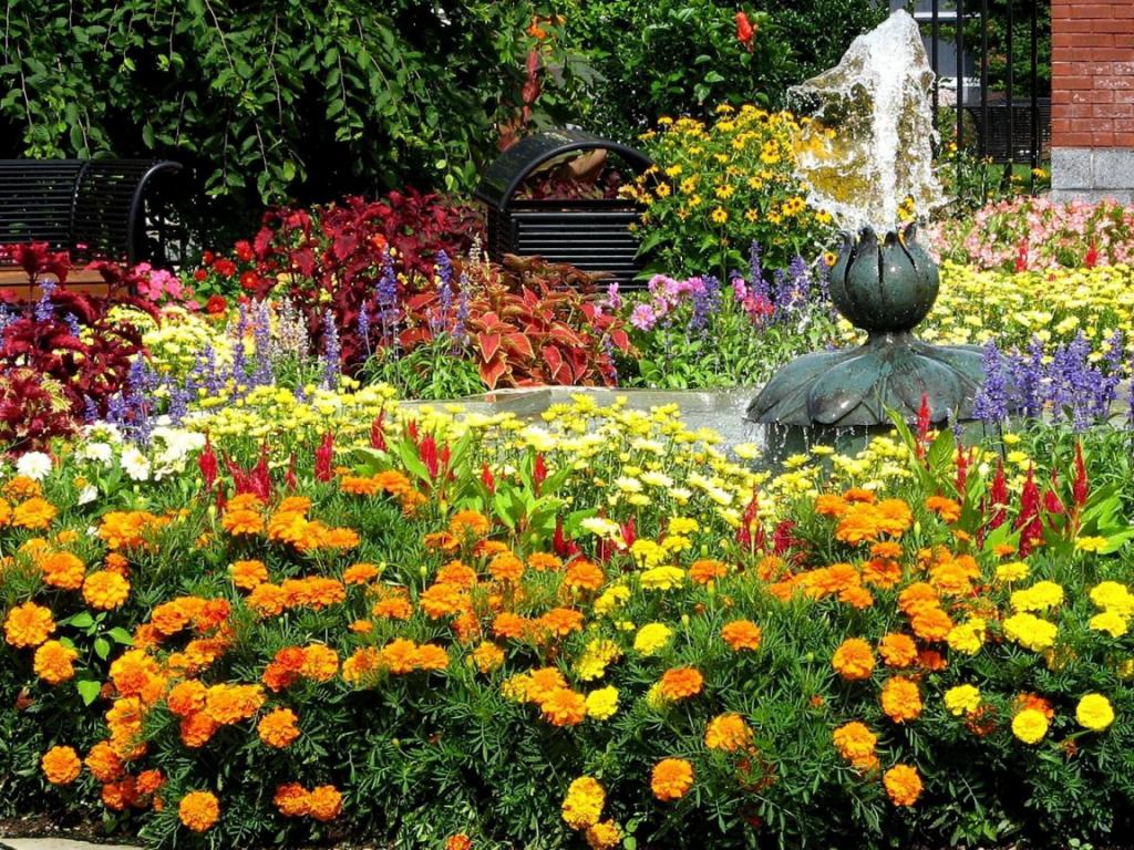 Annuals in the flowerbed
