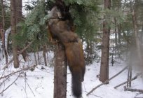 Fishing marten traps. Hunting regulations for the marten to the trap