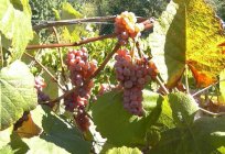Uvas Ruta: características e cultivo de variedades de