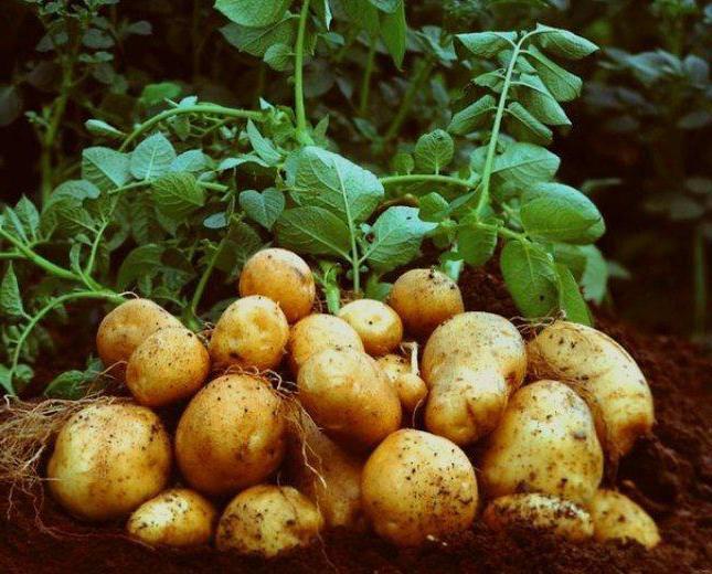 Kartoffeln Elisabeth