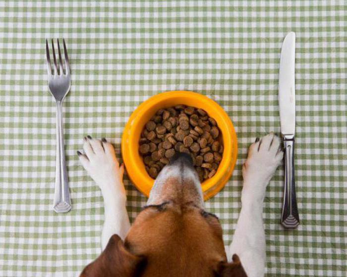 o que alimentar o cão em натуралке