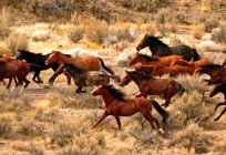 Случка cavalos: tipos, preparação, tempo. Criação e reprodução de cavalos