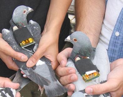 the use of pigeons