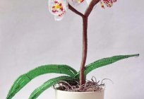 Қалай орхидея-моншақтардан жасалған